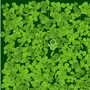 Spill "Clover"!